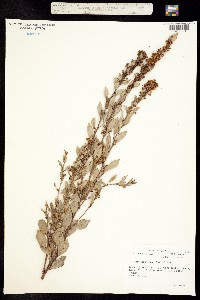 Image of Xolisma fruticosa