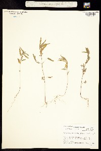 Image of Acalypha gracilens