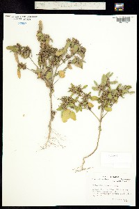 Image of Croton monanthogynus