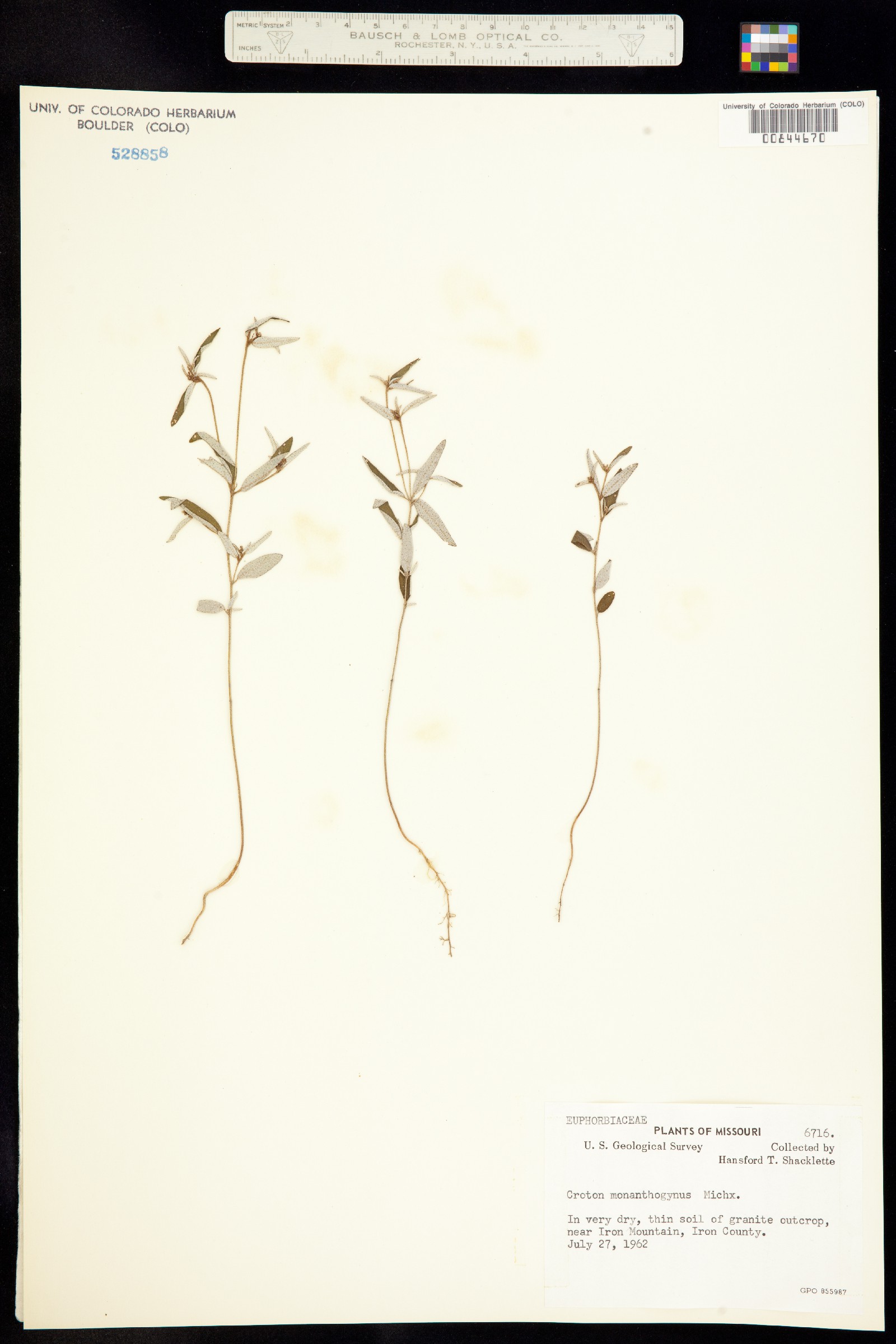 Croton image