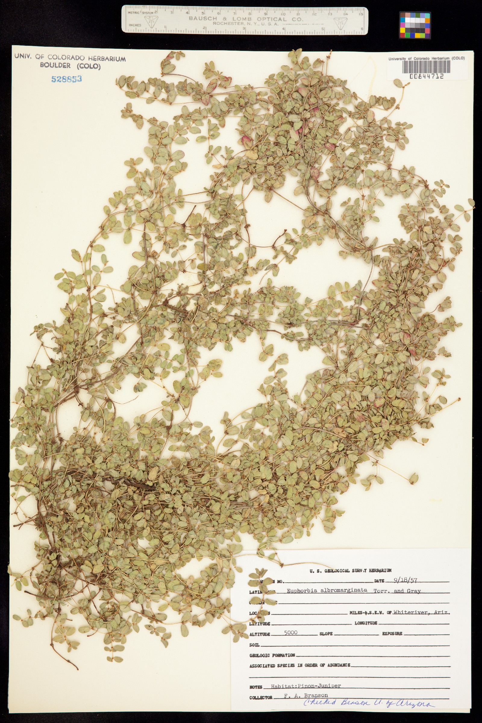 Euphorbia albomarginata image