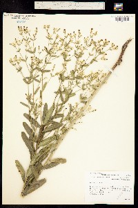 Image of Euphorbia corollata