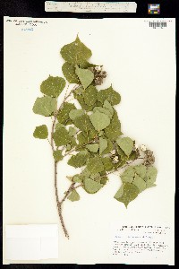 Image of Croton sebiferum
