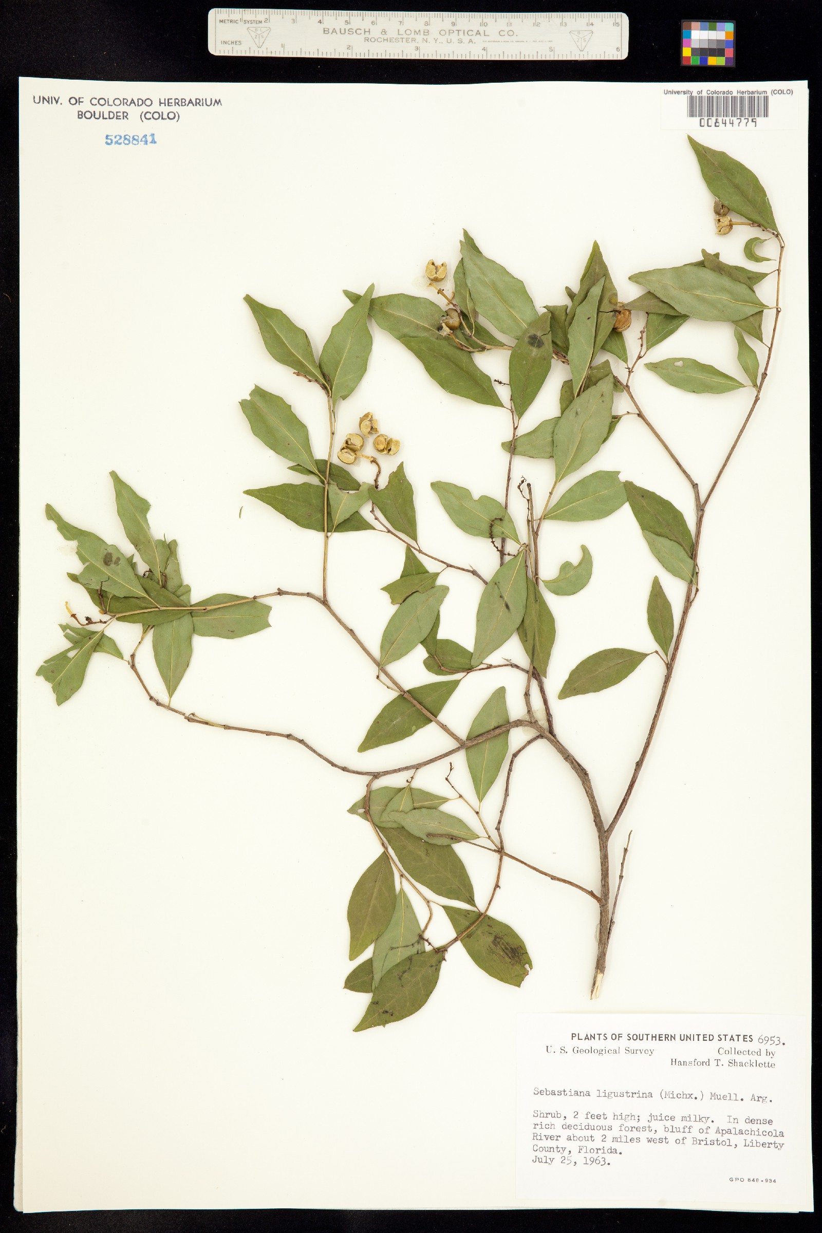 Ditrysinia image