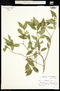 Image of Ditrysinia fruticosa