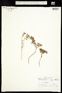 Vaccinium vitis-idaea subsp. vitis-idaea image