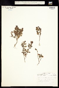 Vaccinium vitis-idaea image