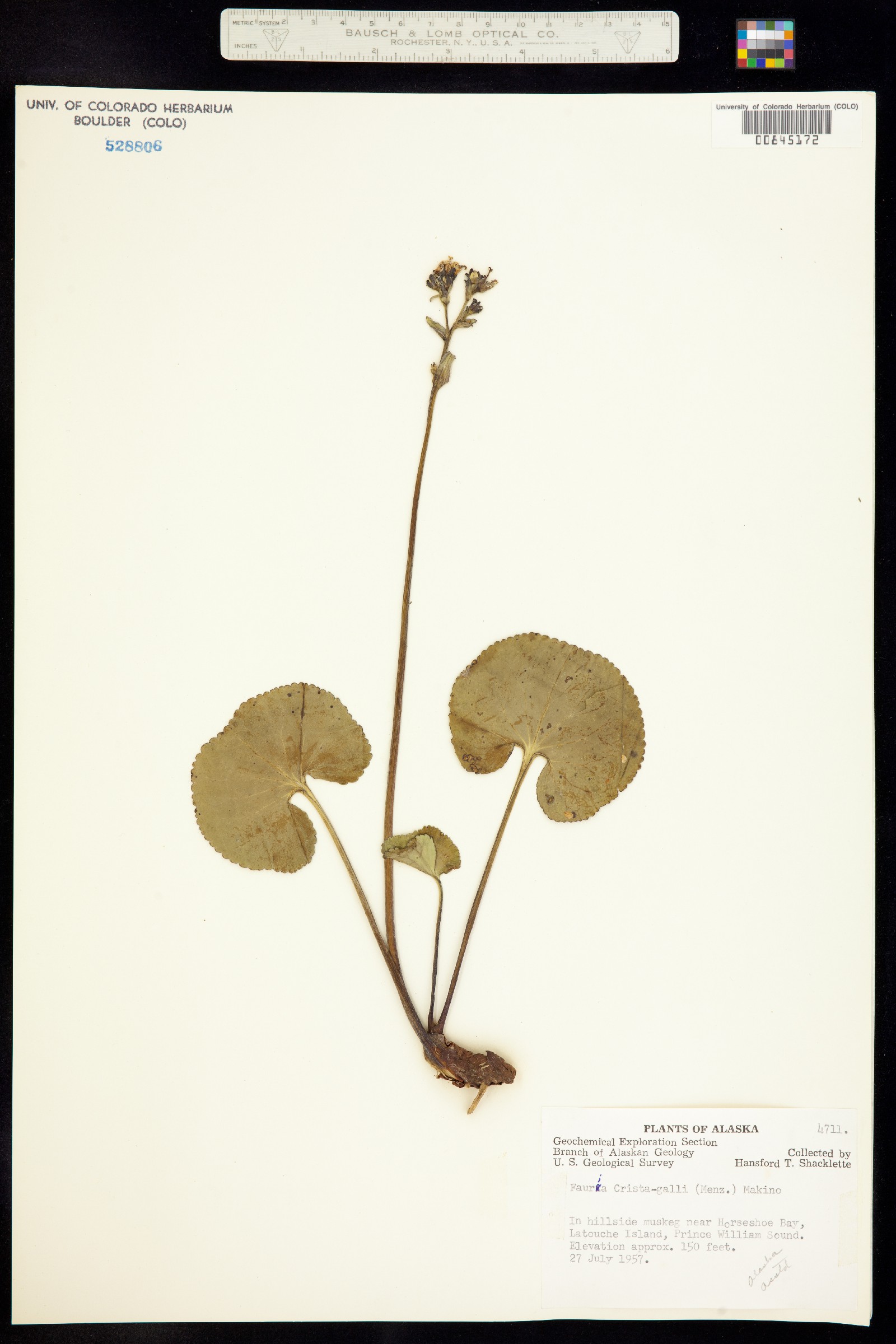 Nephrophyllidium crista-galli image