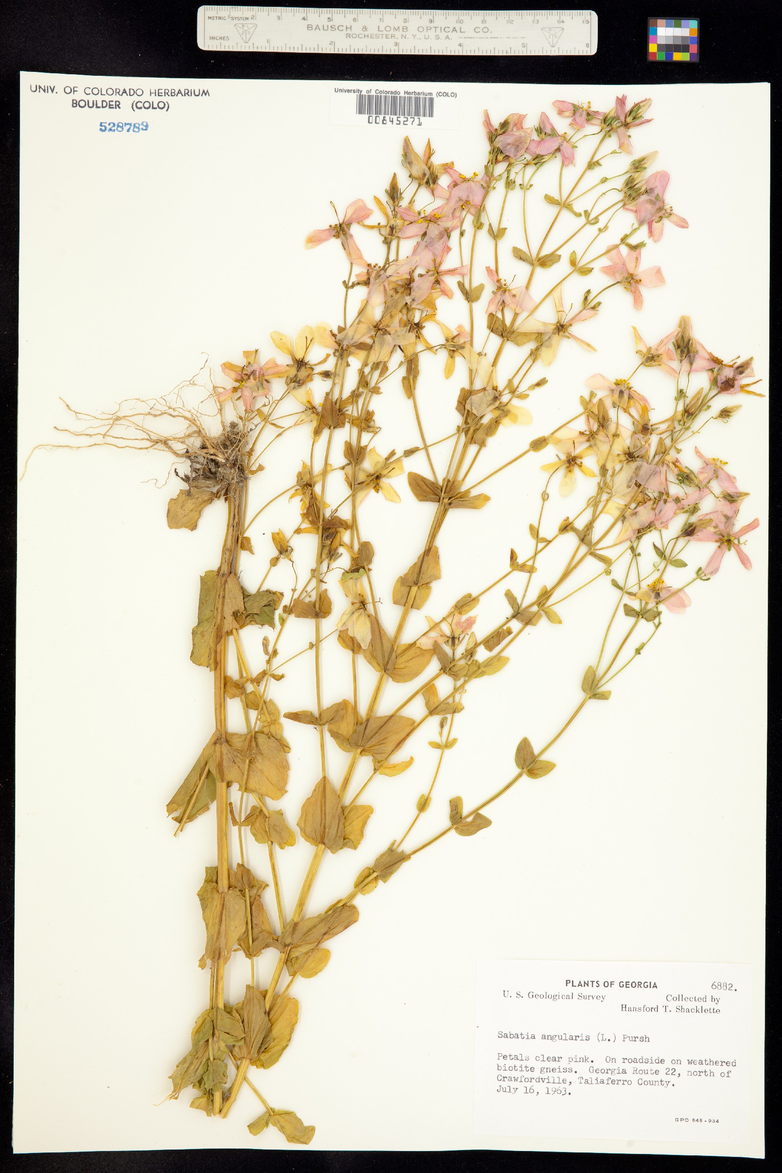 Sabatia angularis image