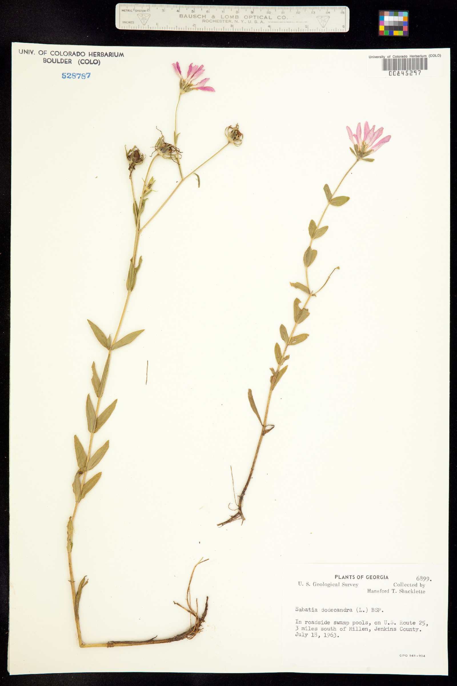 Sabatia dodecandra image