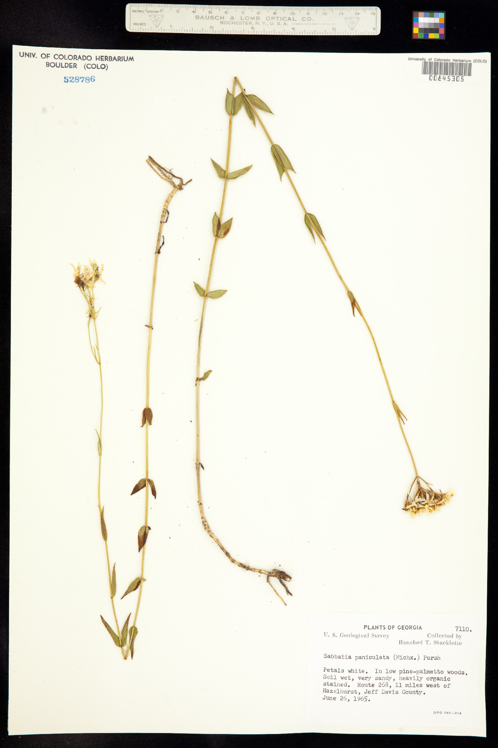 Sabatia paniculata image