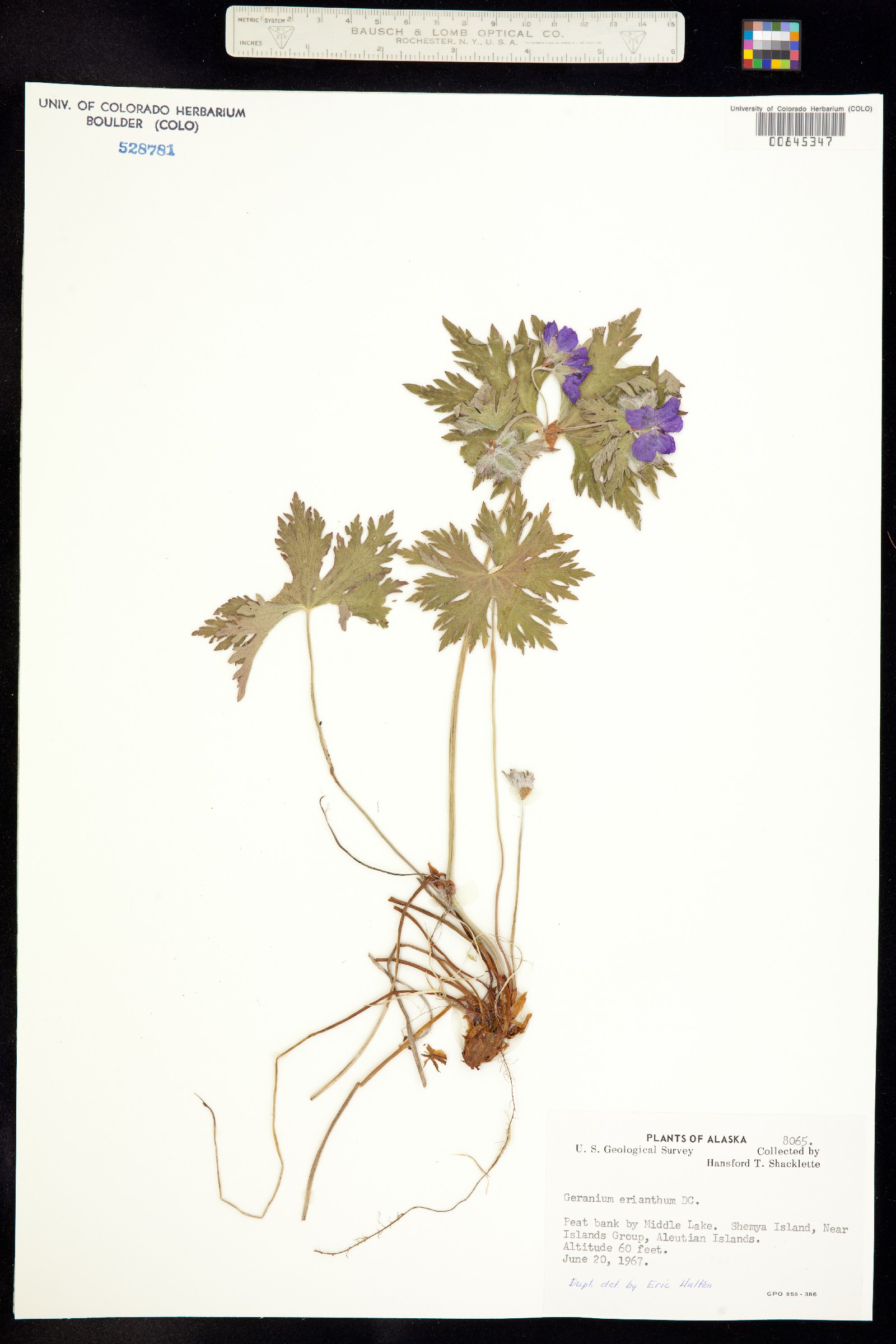 Geranium erianthum image