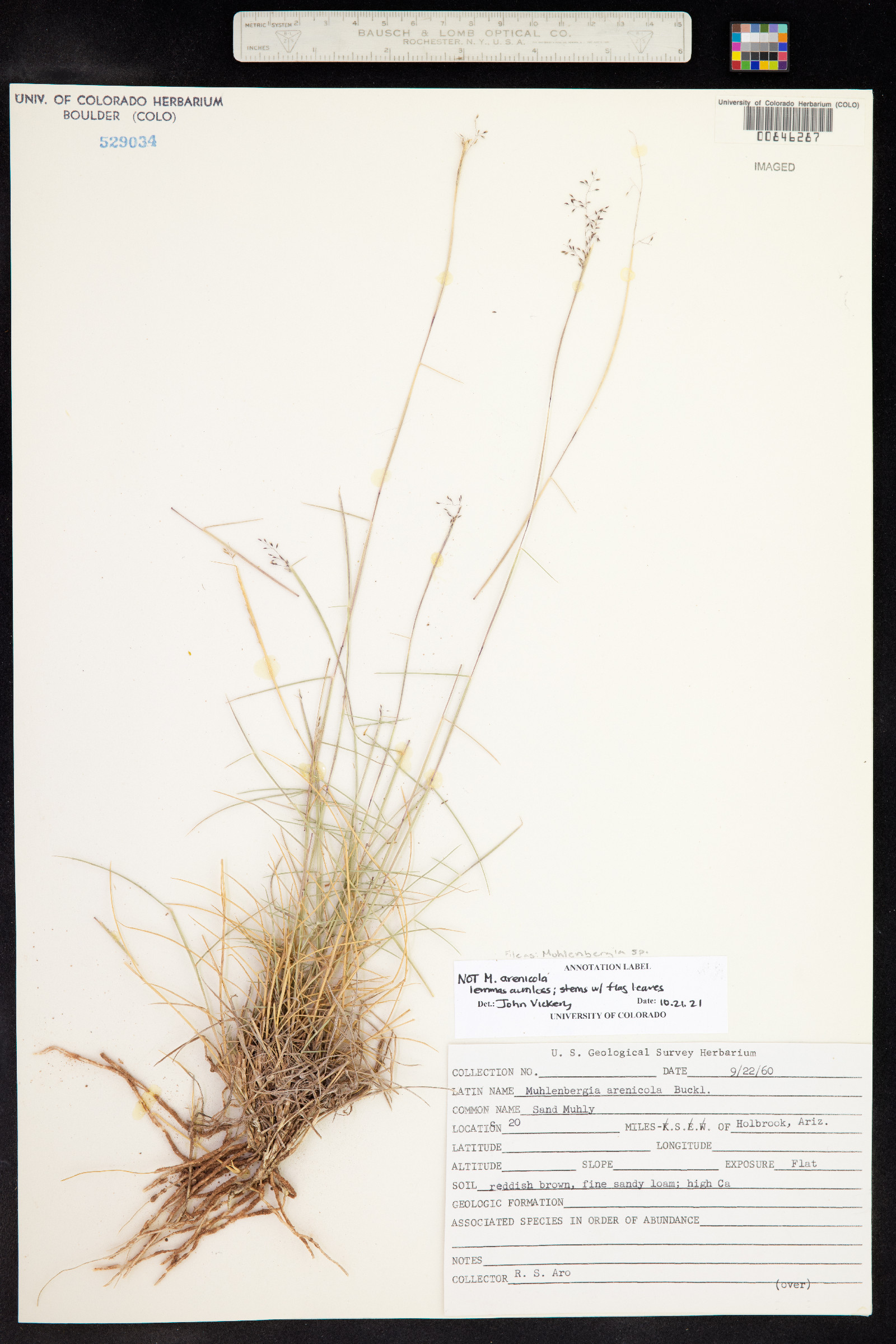 Muhlenbergia arenicola image