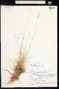Muhlenbergia arenicola image