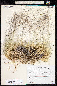 Muhlenbergia pungens image