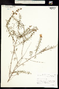 Image of Hypericum galioides