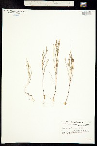 Image of Hypericum gentianoides