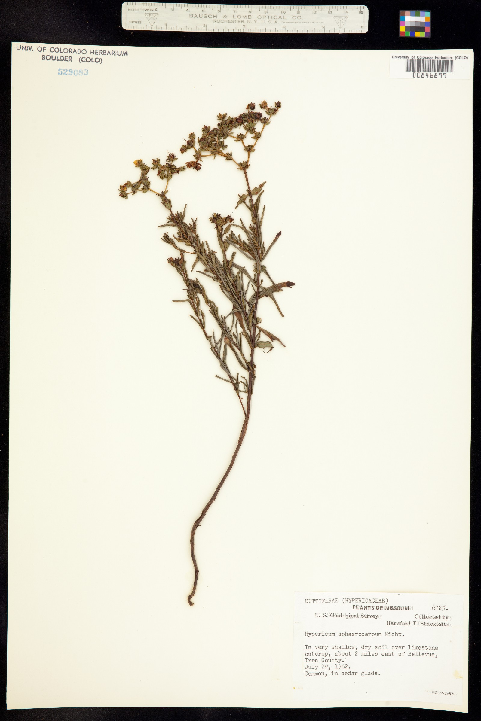 Hypericum sphaerocarpum image