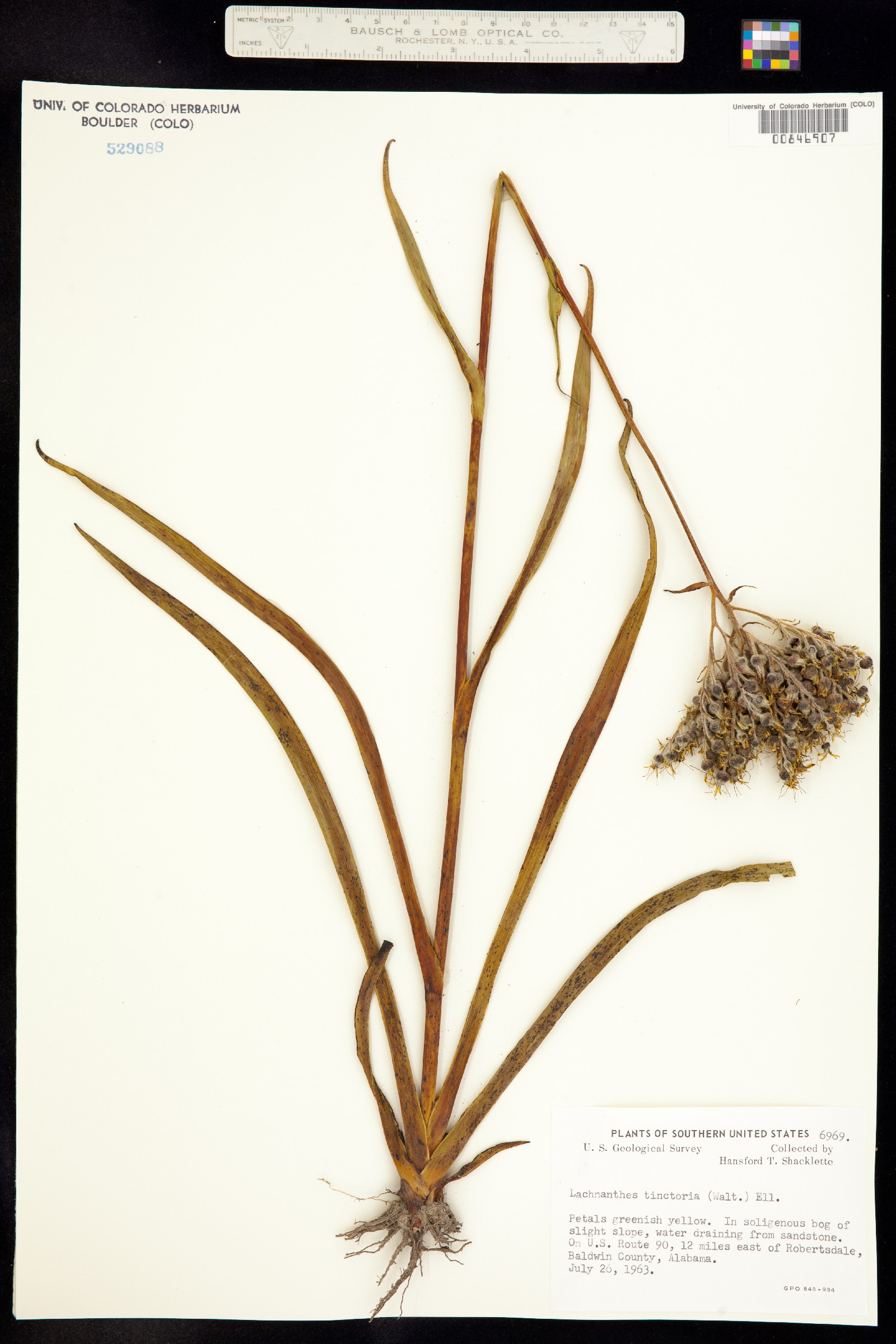 Lachnanthes caroliniana image