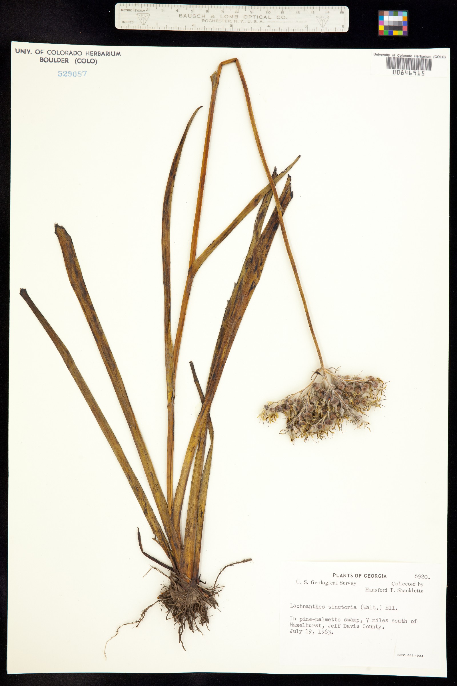 Haemodoraceae image