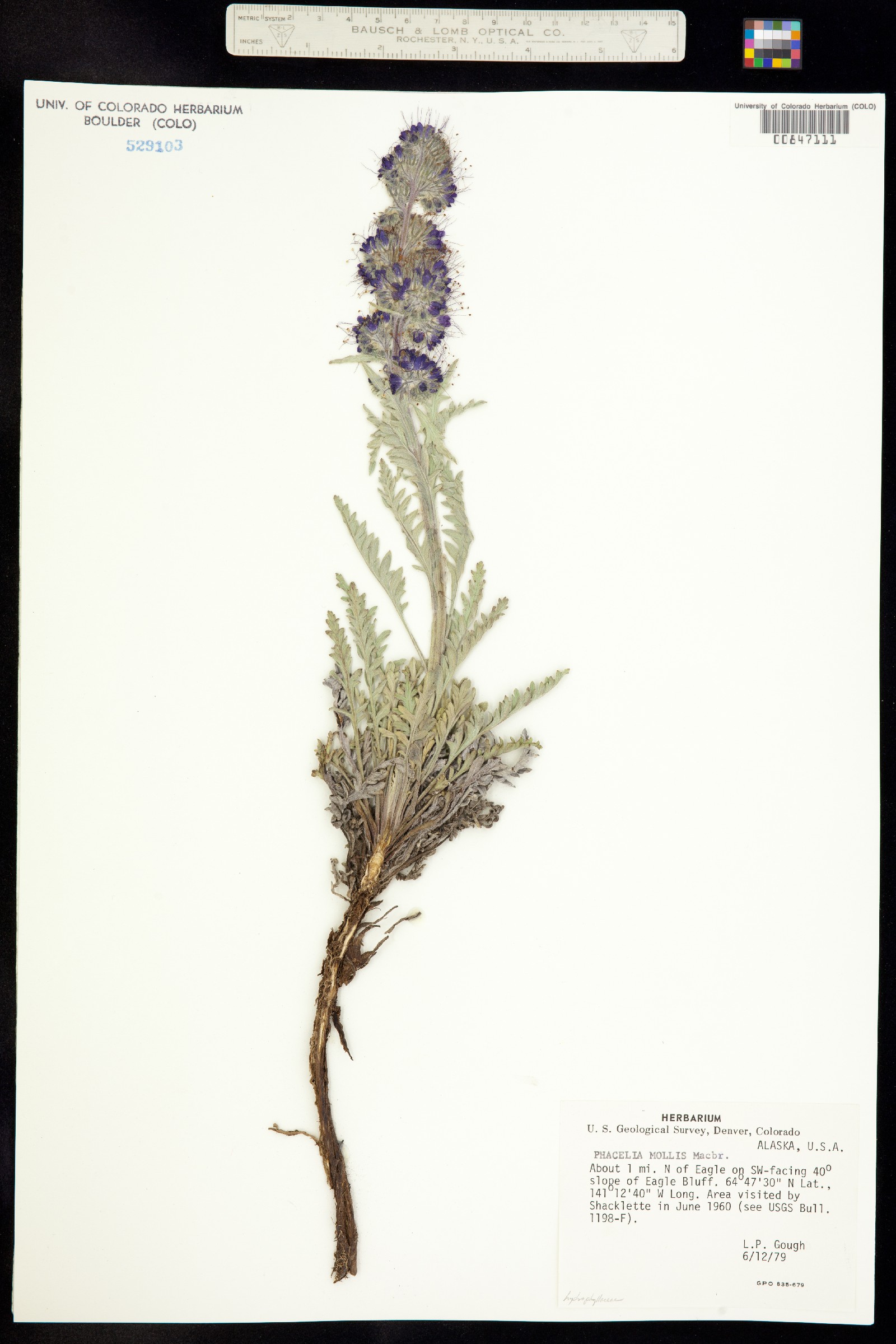 Phacelia mollis image