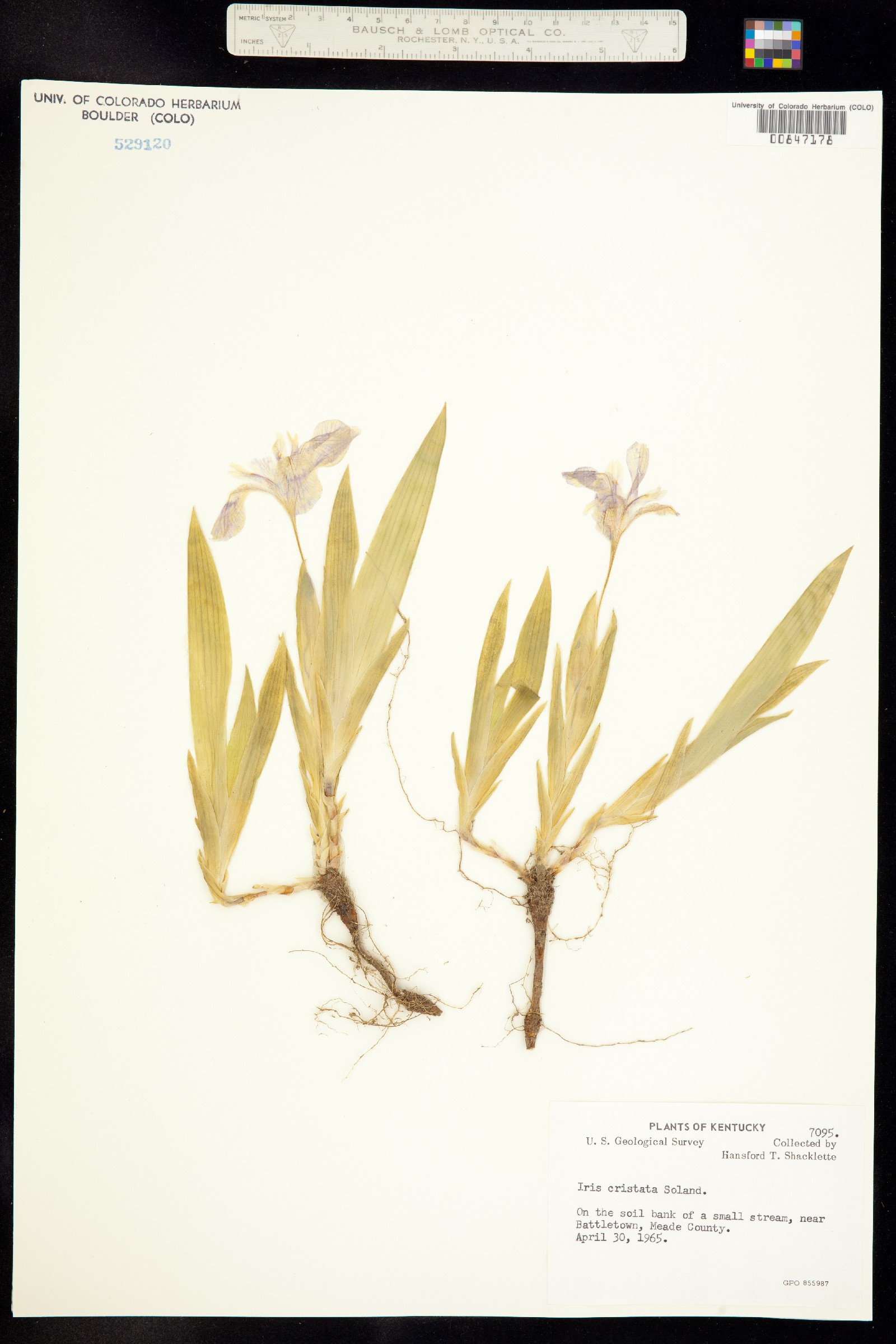 Iris cristata image