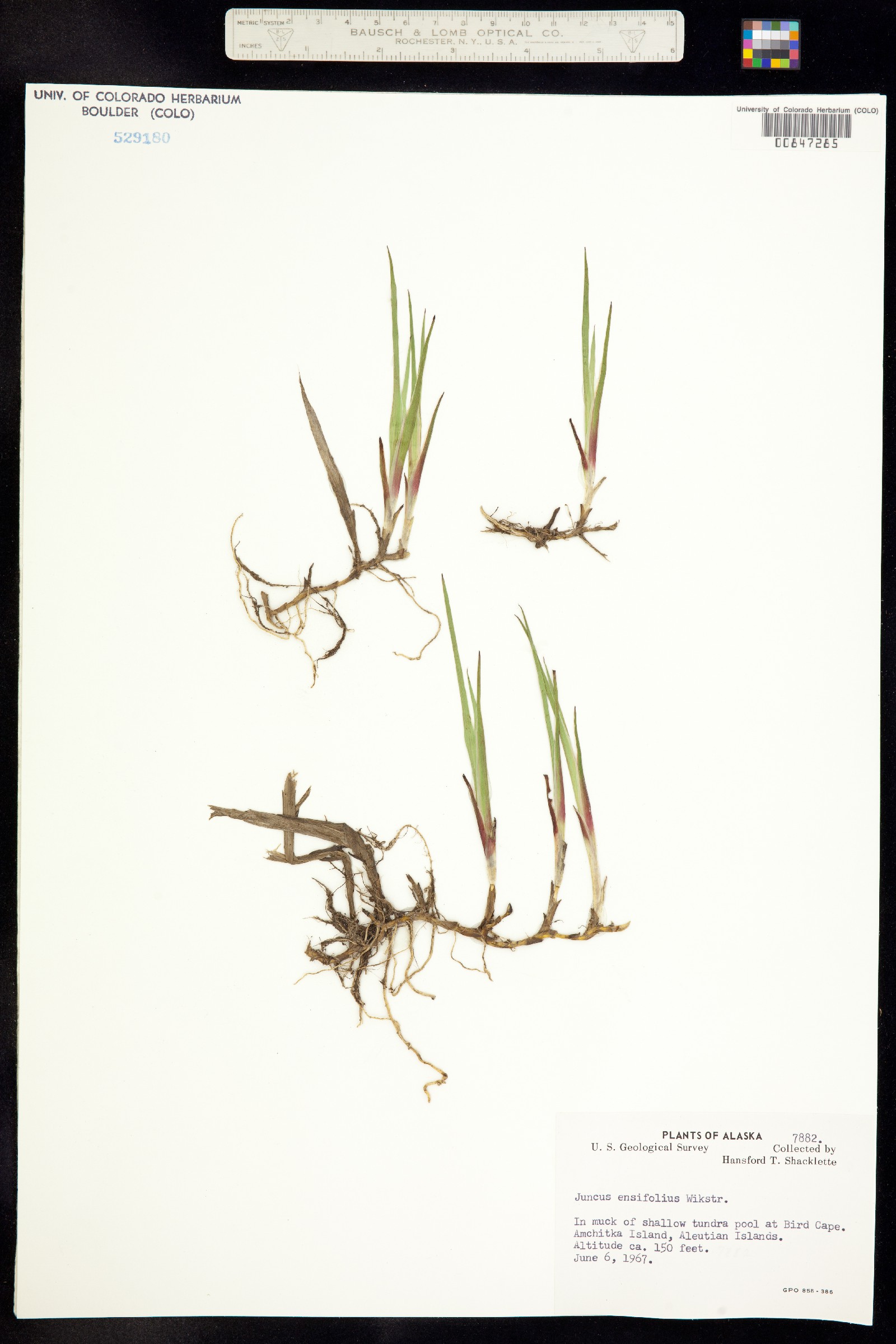Juncus ensifolius image