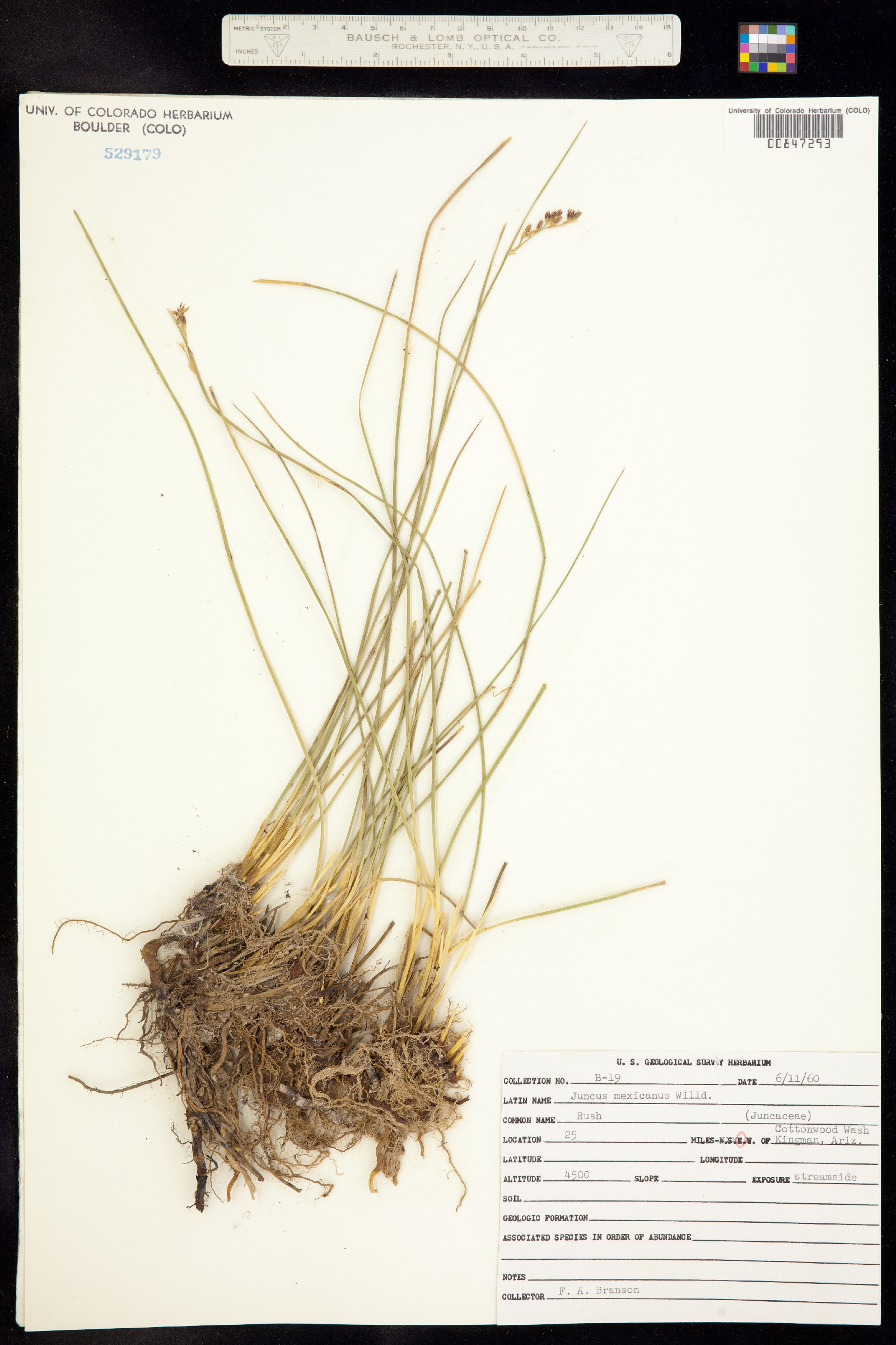 Juncus balticus ssp. mexicanus image