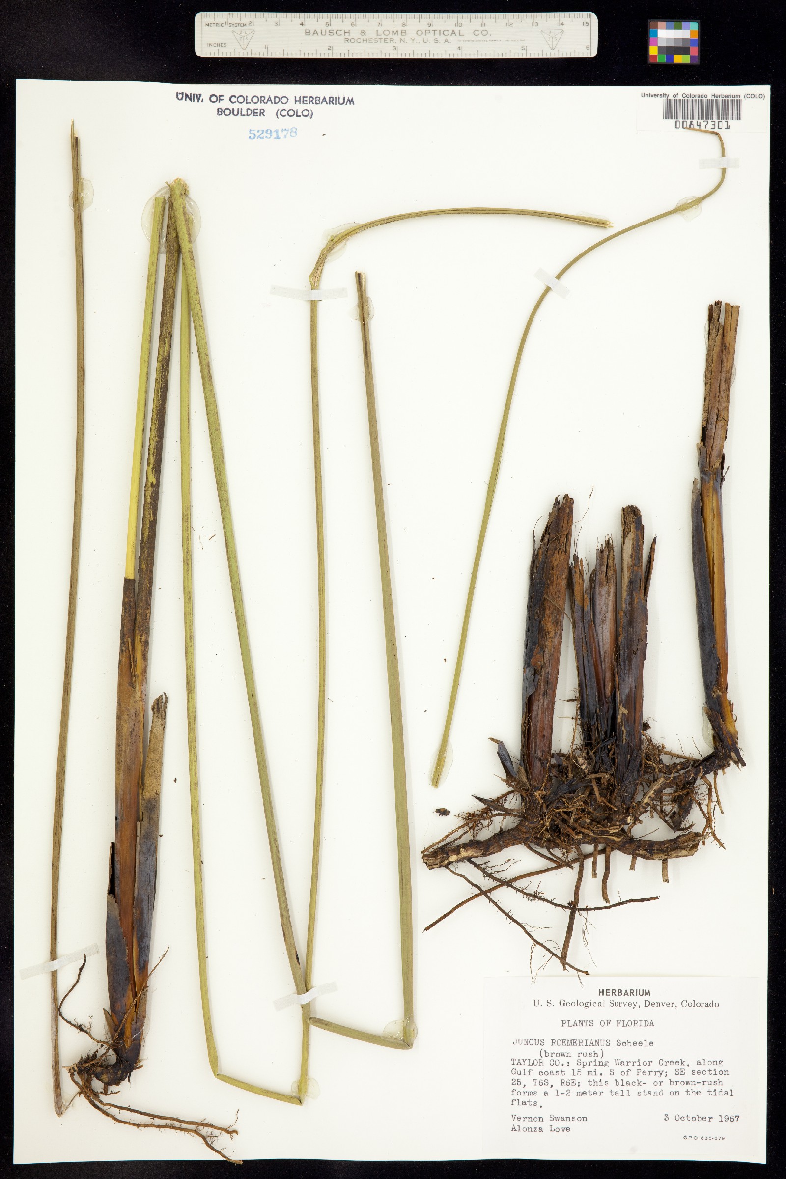 Juncus roemerianus image