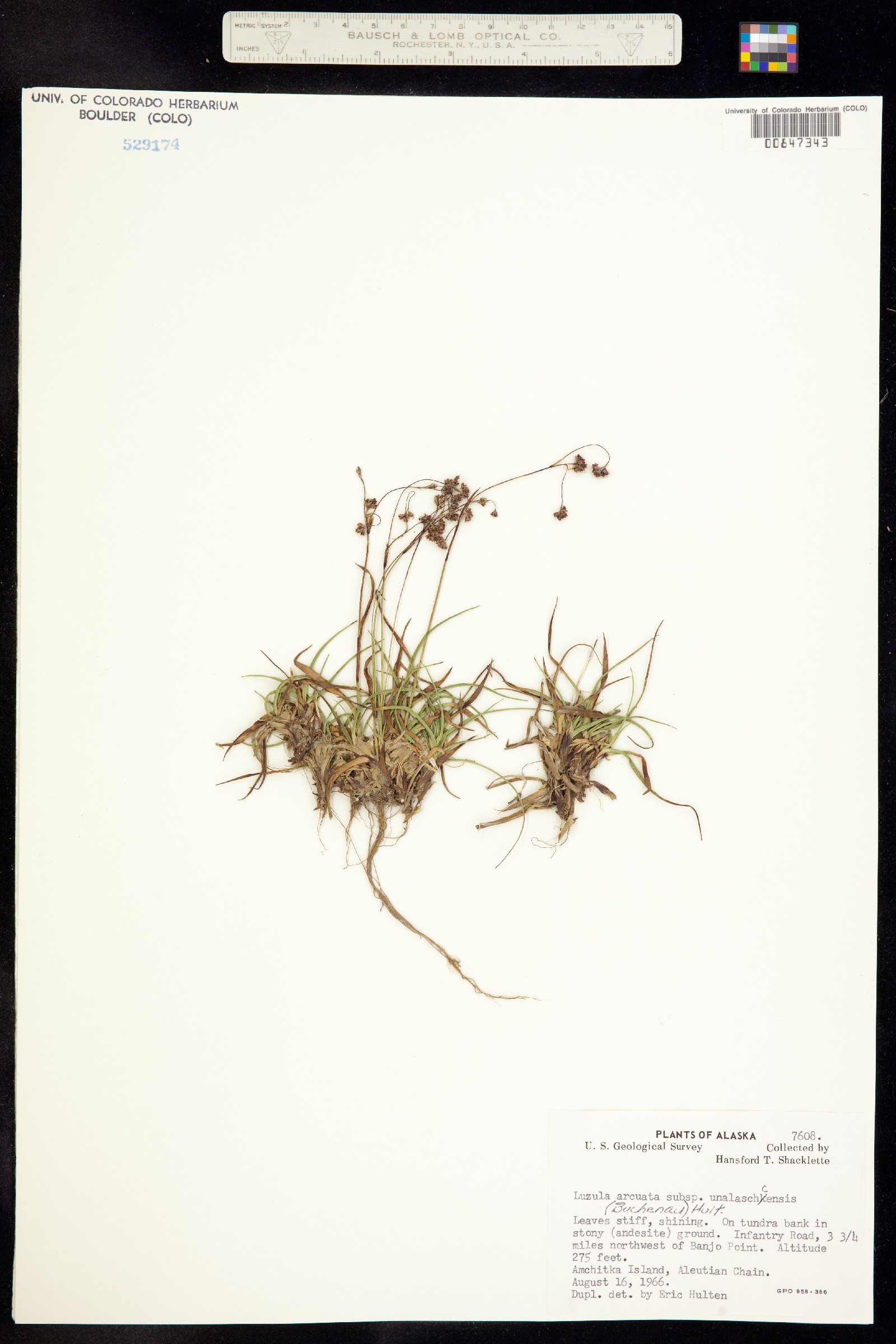 Luzula arcuata image