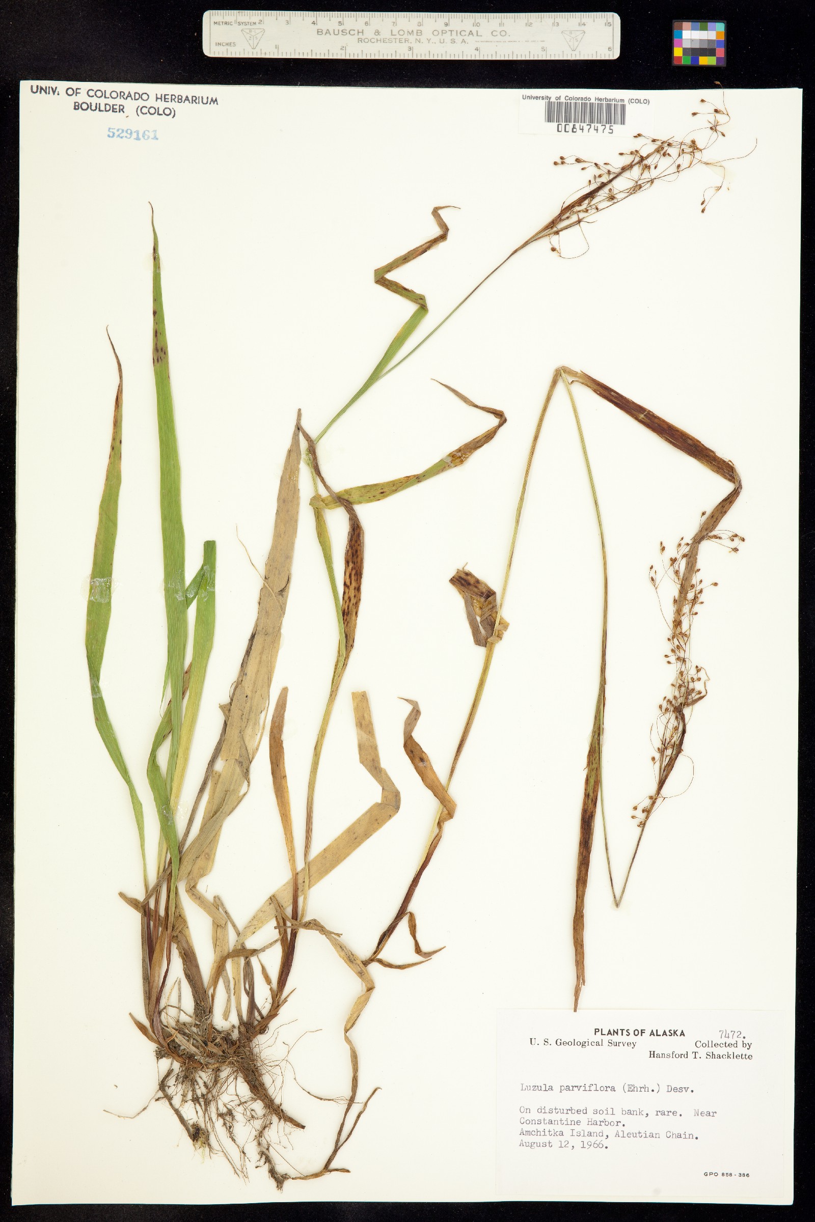 Luzula parviflora image