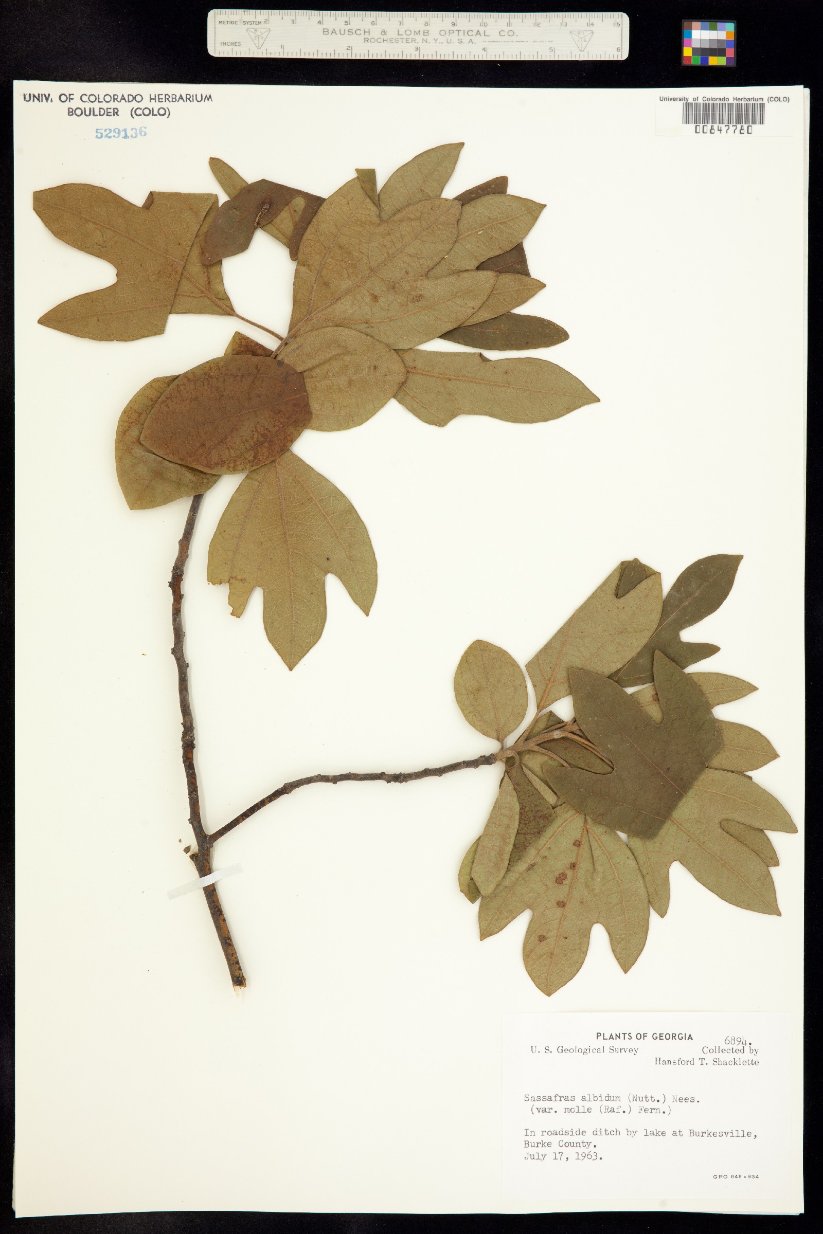 Sassafras albidum image