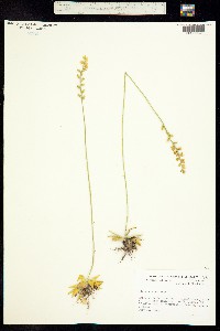 Image of Aletris aurea
