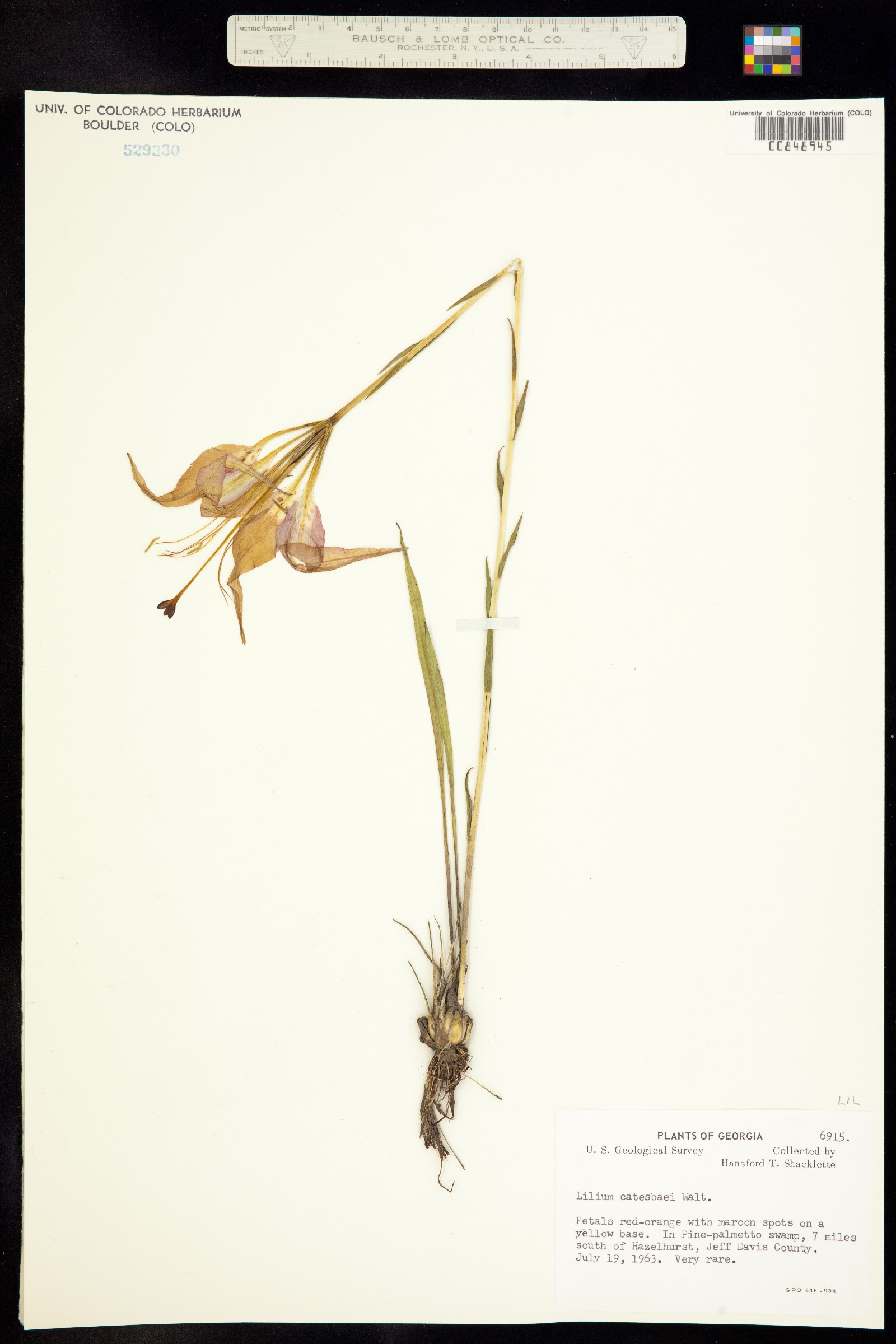 Liliaceae image