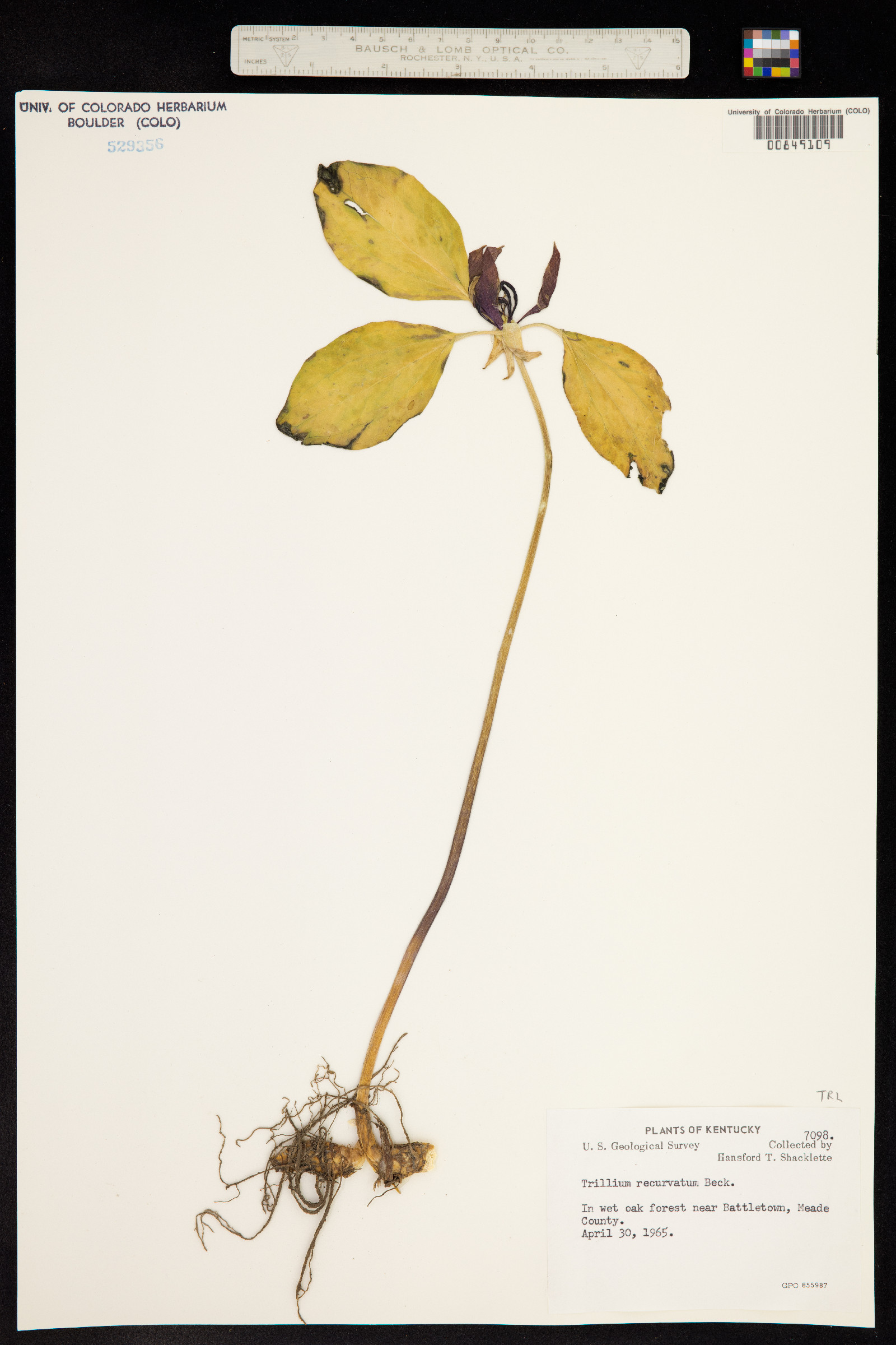 Trillium recurvatum image