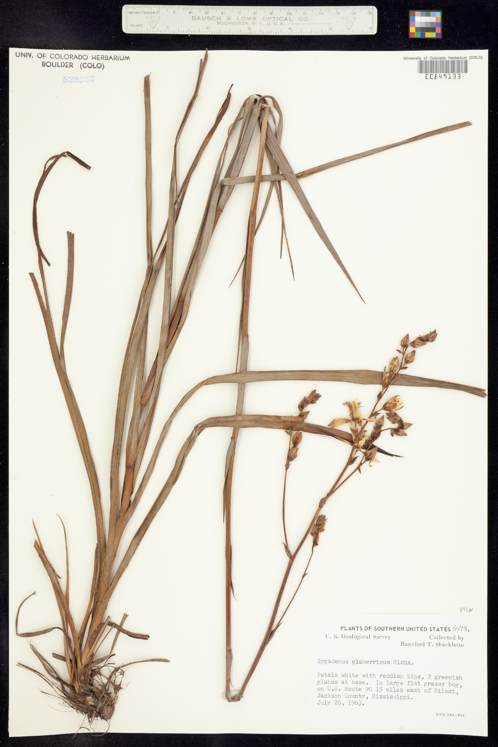 Zigadenus glaberrimus image