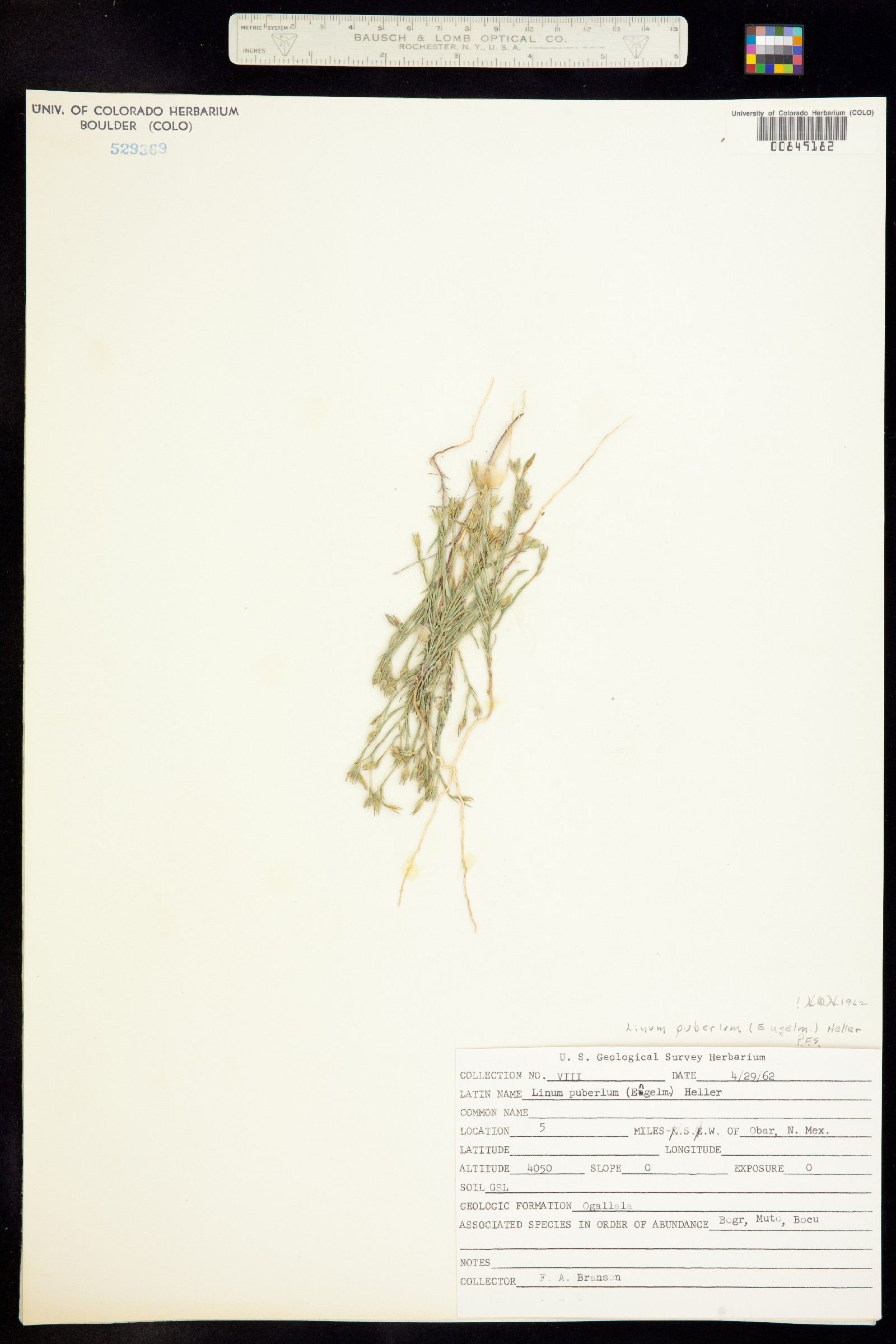 Linum puberulum image