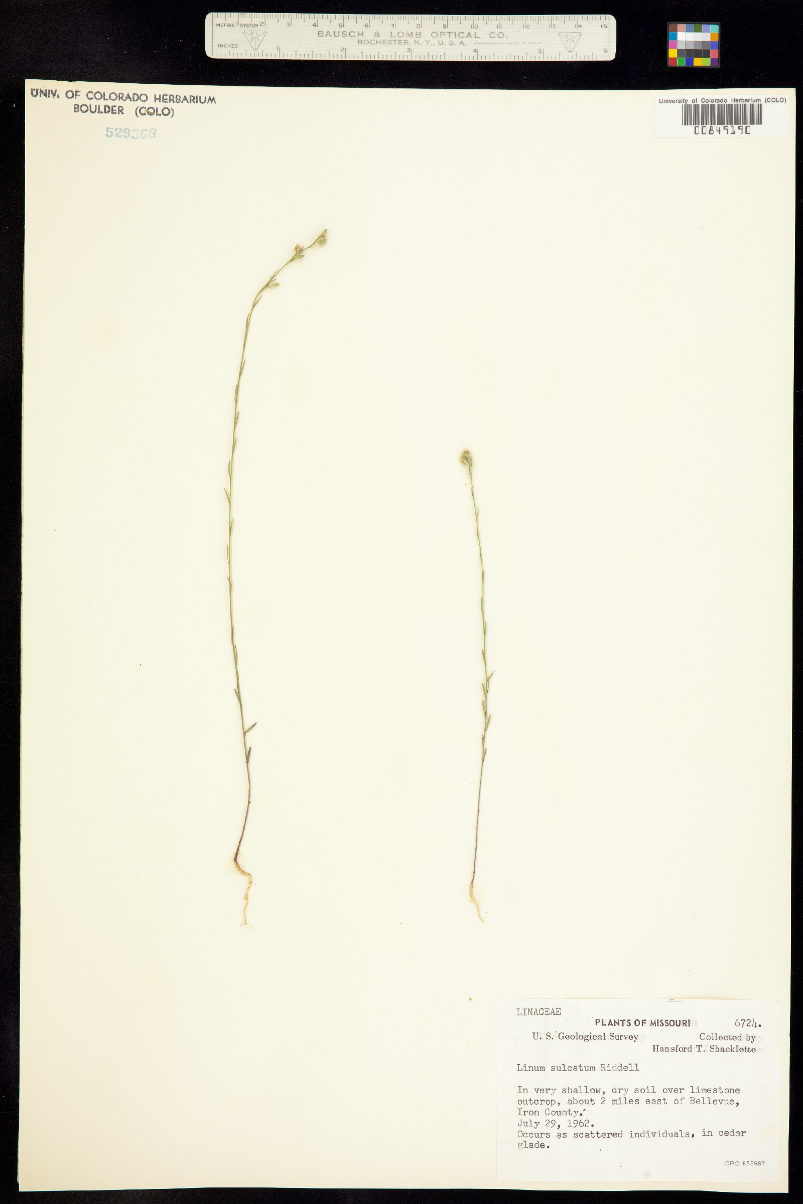 Linum sulcatum image