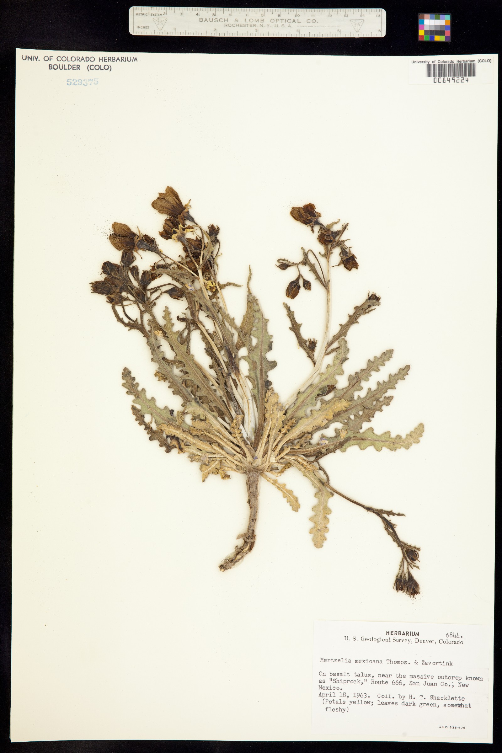 Mentzelia mexicana image