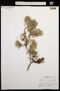 Arceuthobium campylopodum image