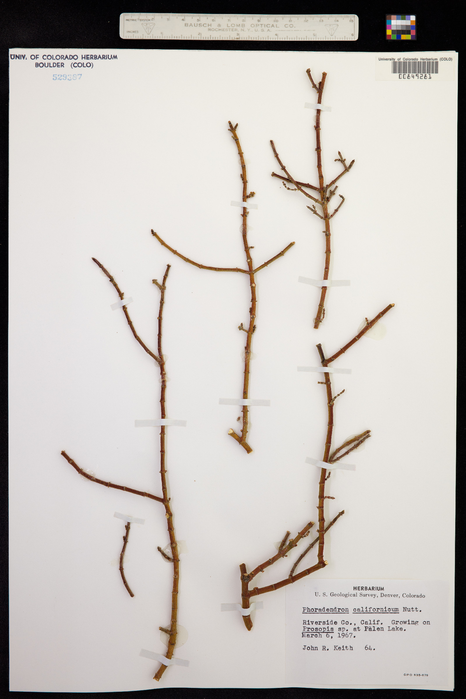 Phoradendron californicum image