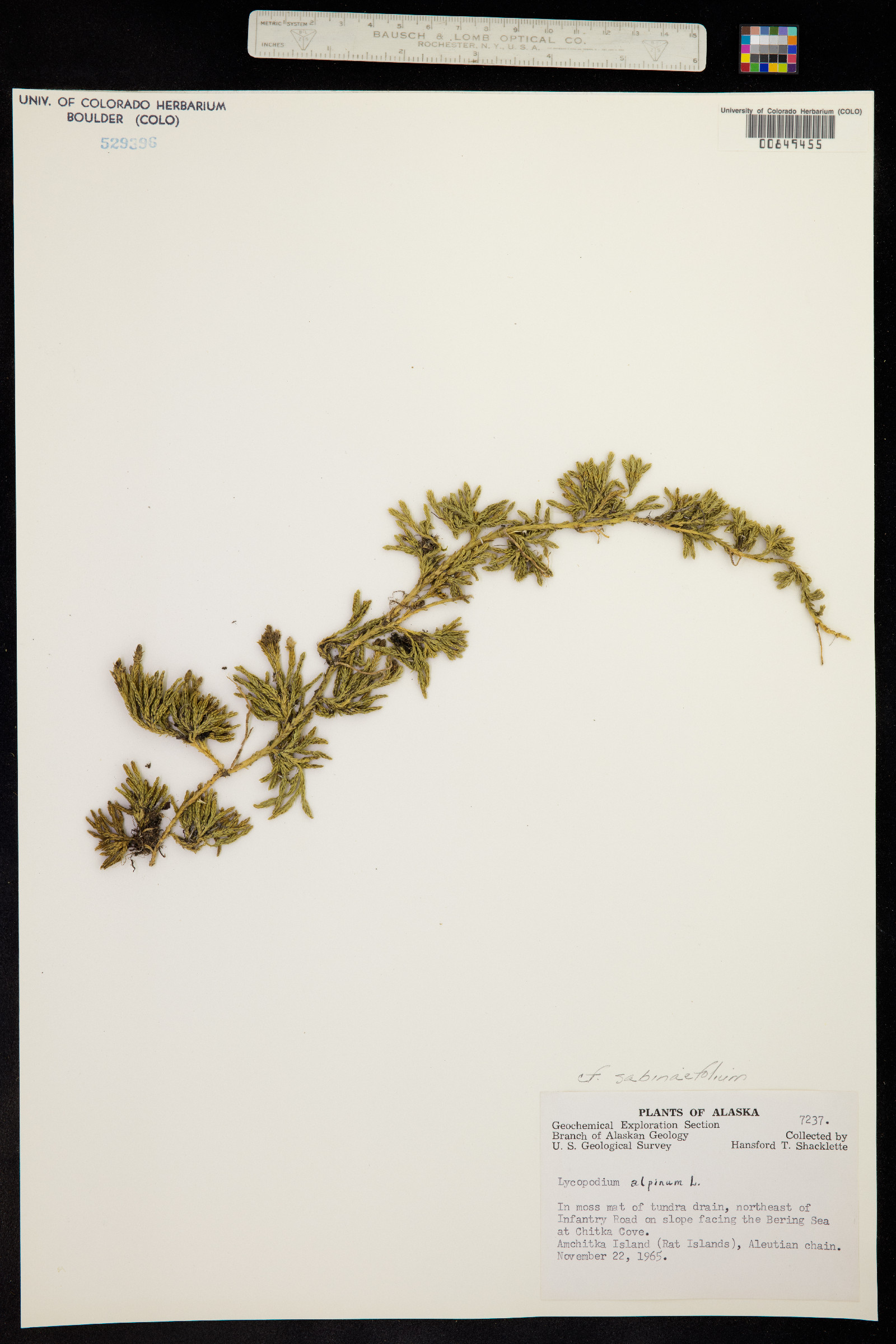 Lycopodium sabinifolium image