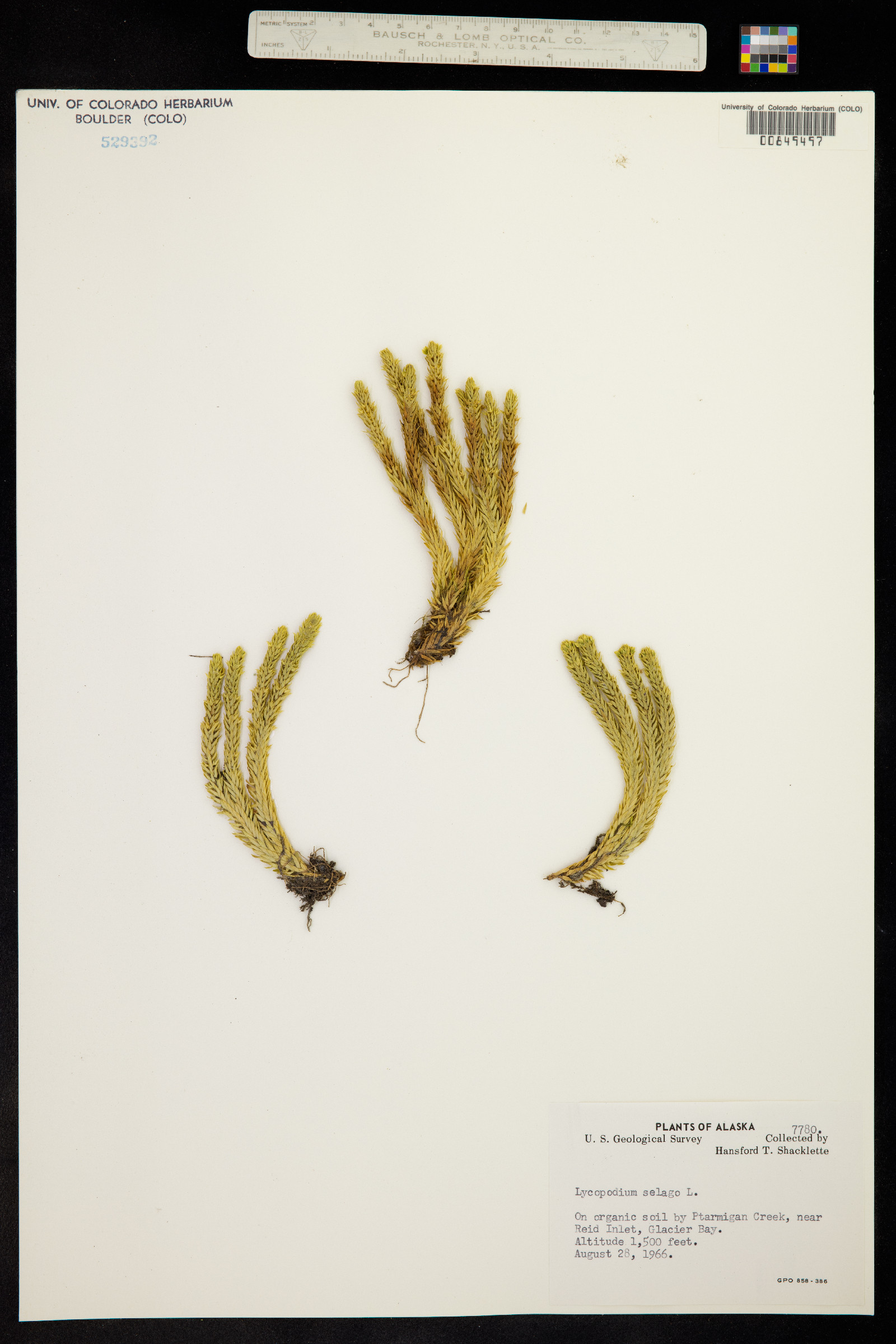 Huperzia selago image