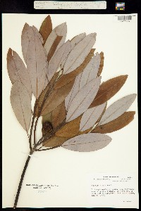 Image of Magnolia virginiana