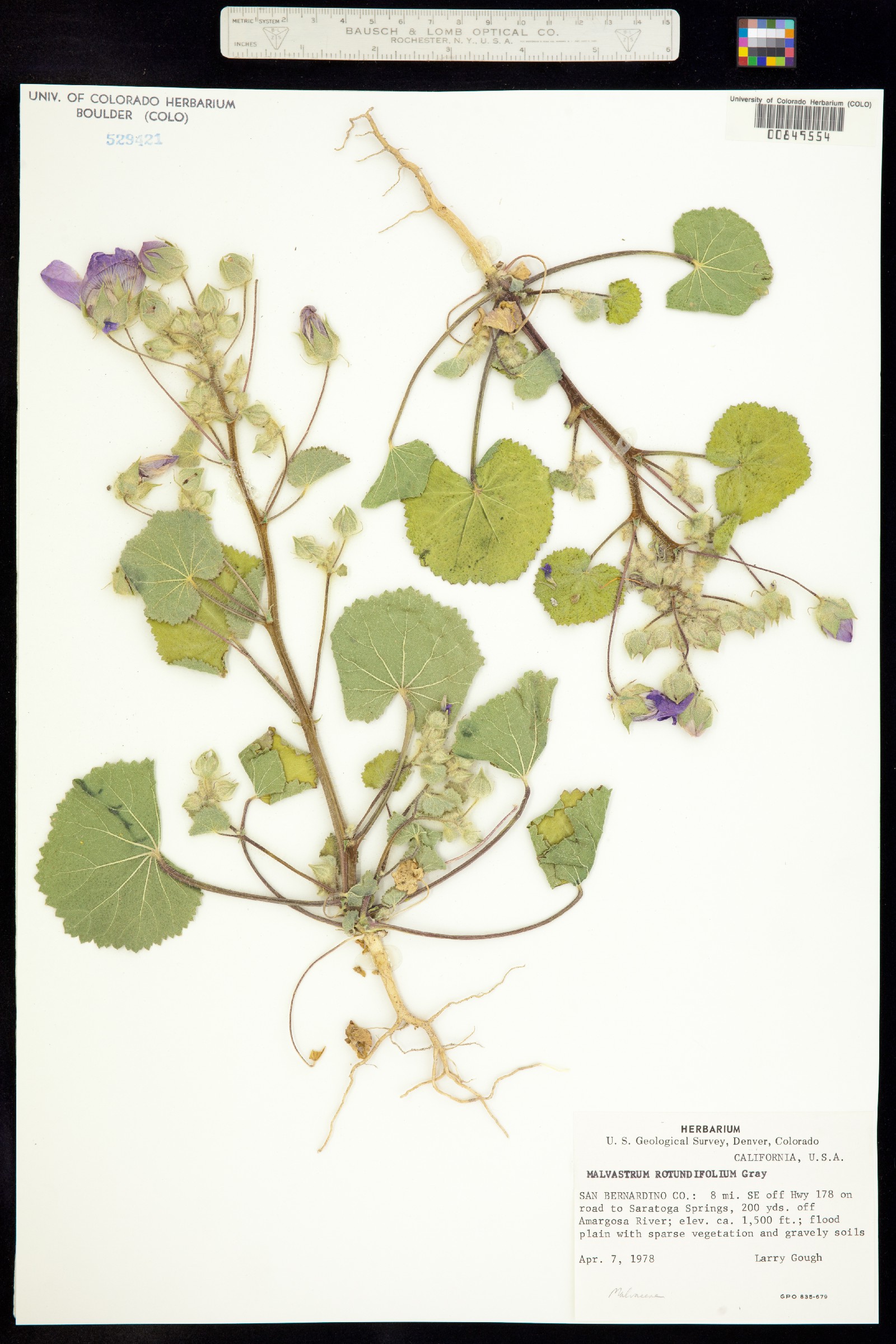 Eremalche rotundifolia image