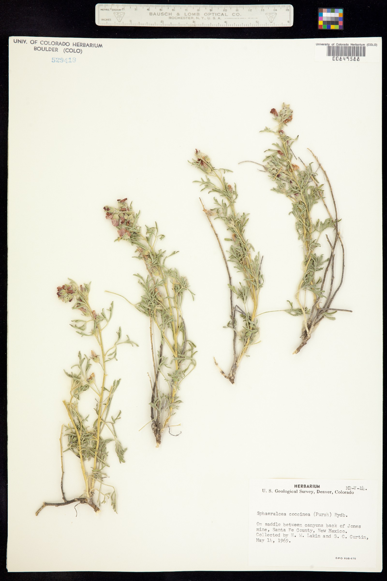Sphaeralcea image