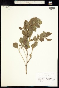 Image of Morella caroliniensis