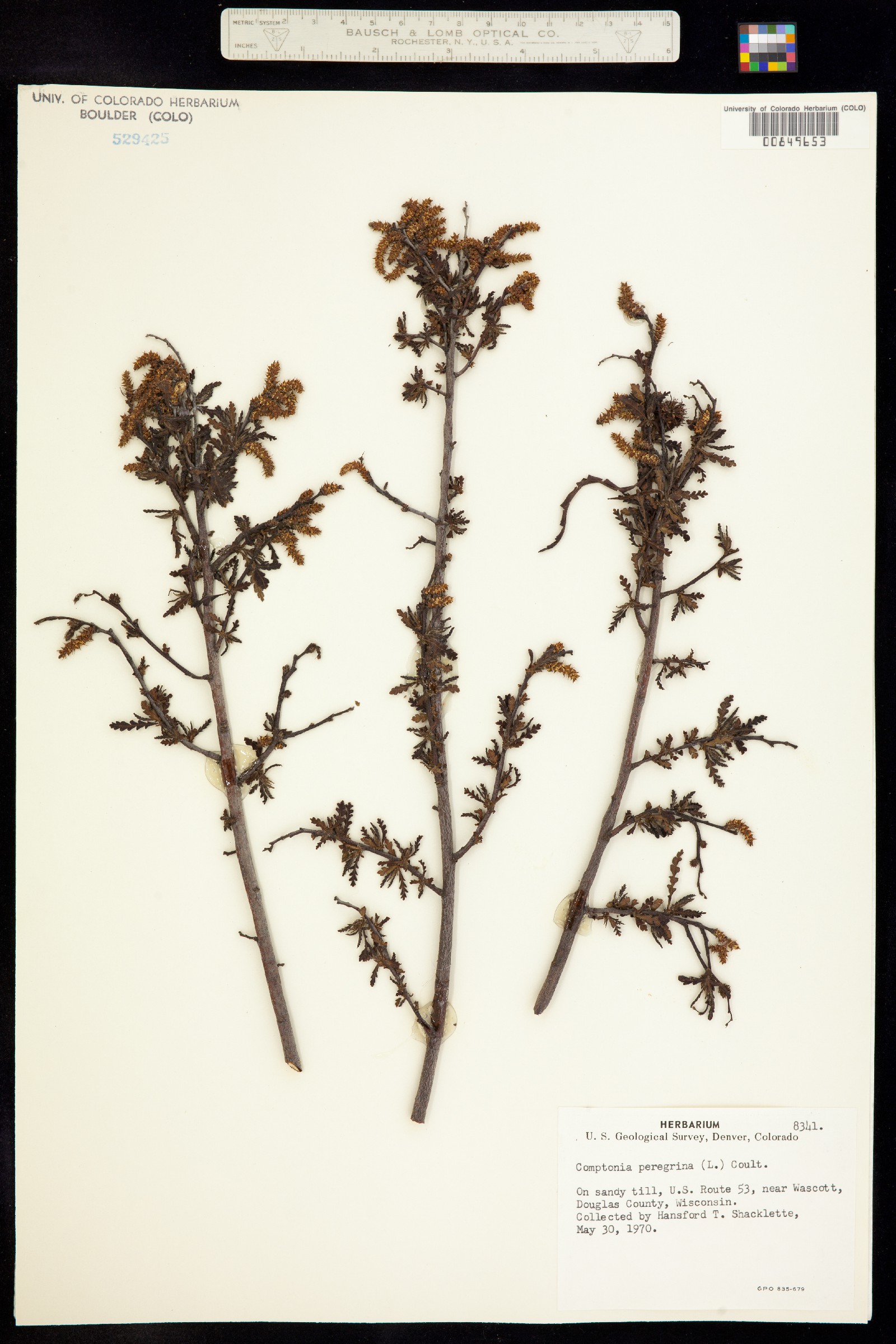 Comptonia peregrina image