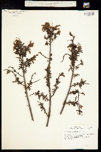 Image of Comptonia peregrina