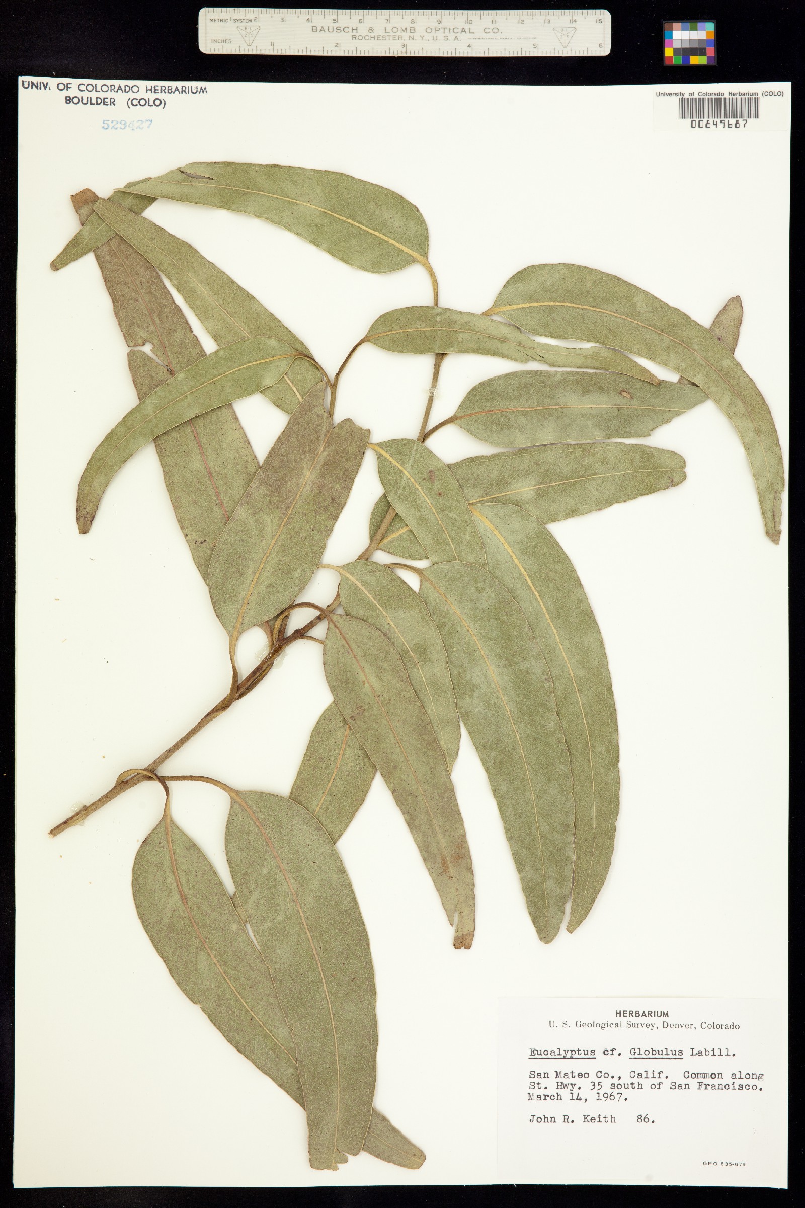 Eucalyptus globulus image